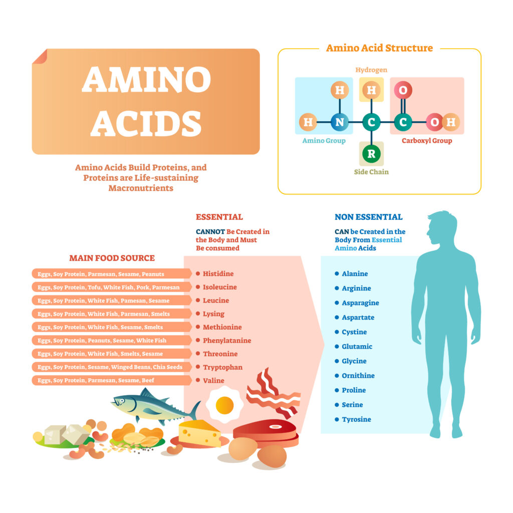 Essential Amino Acids and Protein Synthesis